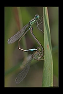 Ischnura genei, thumbnail 11 / 20