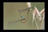Ischnura genei, thumbnail 17 / 20