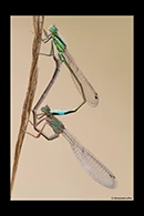 Ischnura genei, thumbnail 18 / 20