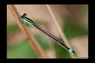 Ischnura graellsii, thumbnail 1 / 20