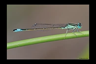 Ischnura graellsii, thumbnail 2 / 20