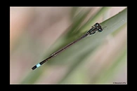 Ischnura graellsii, thumbnail 3 / 20