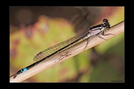 Ischnura graellsii, thumbnail 6 / 20
