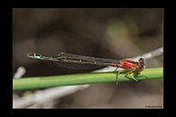 Ischnura graellsii, thumbnail 11 / 20