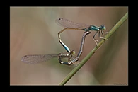 Ischnura graellsii, thumbnail 12 / 20