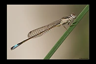 Ischnura graellsii, thumbnail 14 / 20