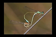 Ischnura graellsii, thumbnail 15 / 20