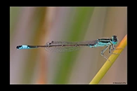 Ischnura graellsii, thumbnail 16 / 20