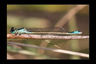 Ischnura graellsii, thumbnail 19 / 20