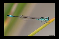 Ischnura graellsii, thumbnail 20 / 20