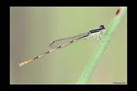 Ischnura hastata, thumbnail 2 / 20