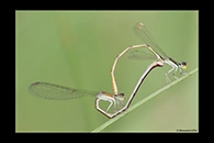 Ischnura hastata, thumbnail 4 / 20