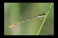 Ischnura hastata, thumbnail 6 / 20