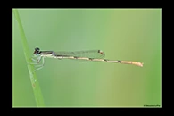 Ischnura hastata, thumbnail 7 / 20