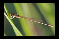 Ischnura hastata, thumbnail 10 / 20