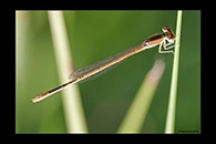 Ischnura hastata, thumbnail 11 / 20
