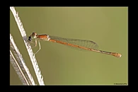 Ischnura hastata, thumbnail 13 / 20