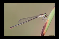 Ischnura hastata, thumbnail 14 / 20
