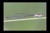 Ischnura hastata, thumbnail 15 / 20