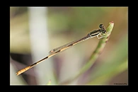 Ischnura hastata, thumbnail 16 / 20