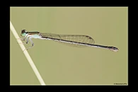 Ischnura hastata, thumbnail 20 / 20