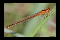 Ischnura pumilio, thumbnail 6 / 20
