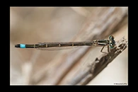 Ischnura saharensis, thumbnail 11 / 20