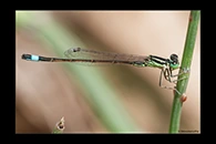Ischnura saharensis, thumbnail 13 / 20