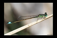 Ischnura saharensis, thumbnail 14 / 20