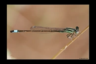 Ischnura saharensis, thumbnail 15 / 20