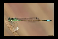 Ischnura saharensis, thumbnail 17 / 20