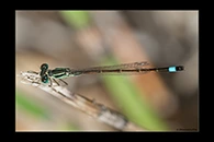 Ischnura saharensis, thumbnail 18 / 20