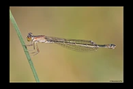 Ischnura saharensis, thumbnail 19 / 20