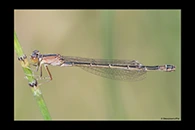 Ischnura saharensis, thumbnail 20 / 20