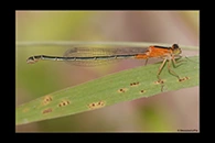 Ischnura senegalensis, thumbnail 2 / 20