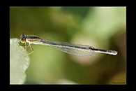 Ischnura senegalensis, thumbnail 6 / 20