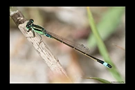 Ischnura senegalensis, thumbnail 14 / 20