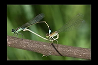 Ischnura senegalensis, thumbnail 15 / 20