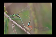 Ischnura senegalensis, thumbnail 16 / 20
