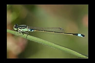Ischnura senegalensis, thumbnail 17 / 20