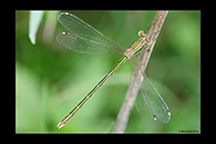 Lestes barbarus, thumbnail 1 / 20