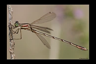 Lestes barbarus, thumbnail 2 / 20