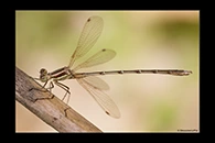 Lestes barbarus, thumbnail 4 / 20