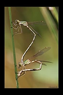 Lestes barbarus, thumbnail 6 / 20