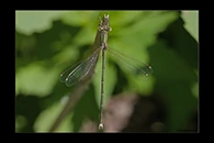Lestes barbarus, thumbnail 7 / 20