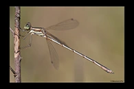 Lestes barbarus, thumbnail 8 / 20