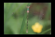 Lestes barbarus, thumbnail 9 / 20