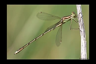 Lestes barbarus, thumbnail 12 / 20