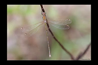 Lestes barbarus, thumbnail 13 / 20