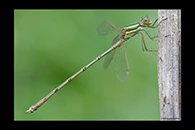 Lestes barbarus, thumbnail 14 / 20